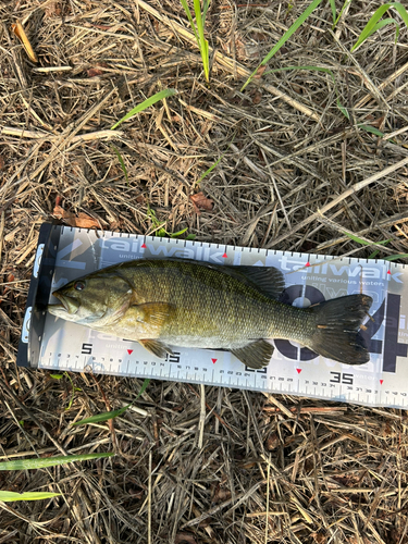 スモールマウスバスの釣果