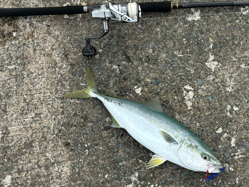 イナダの釣果