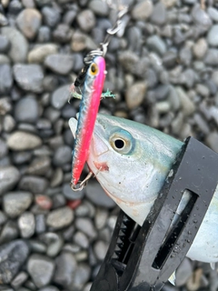 ワカナゴの釣果