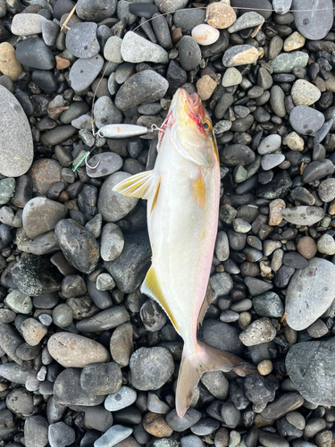 ショゴの釣果