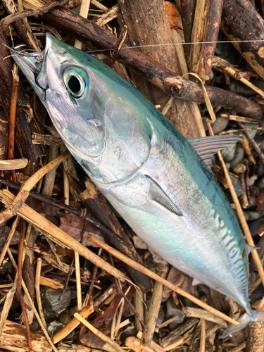 マルソウダの釣果