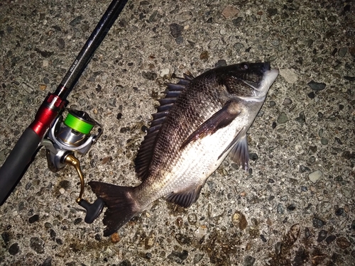 クロダイの釣果