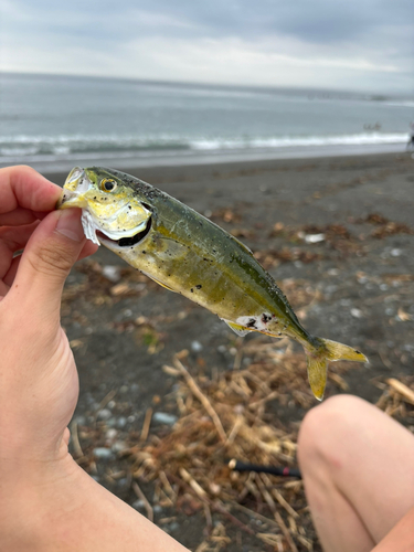 ワカシの釣果