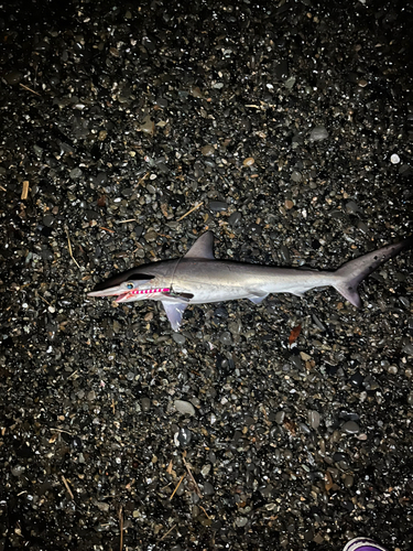 ハンマーヘッドシャークの釣果