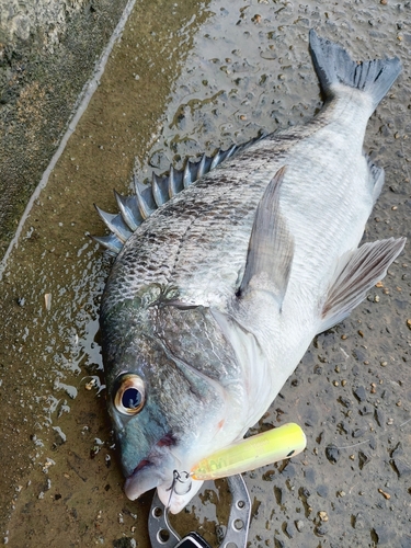 チヌの釣果