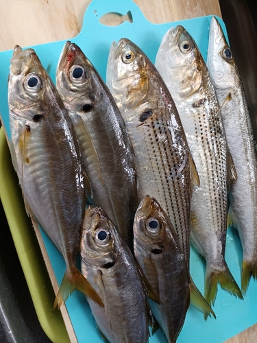 アジの釣果