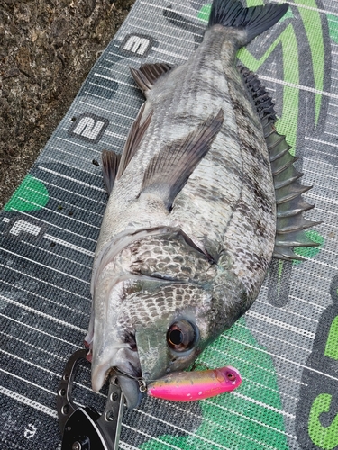 チヌの釣果