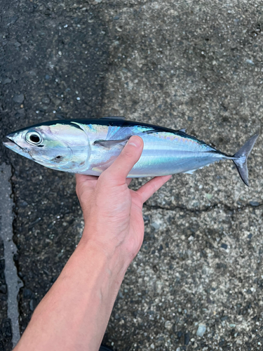 ソウダガツオの釣果