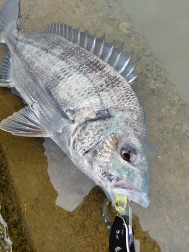 チヌの釣果