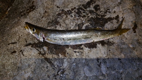 カマスの釣果