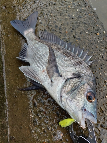 チヌの釣果