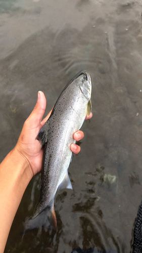 アマゴの釣果