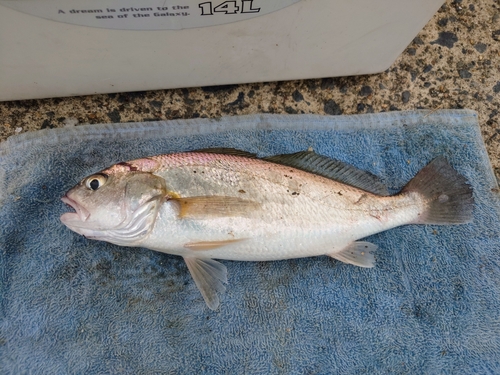 イシモチの釣果