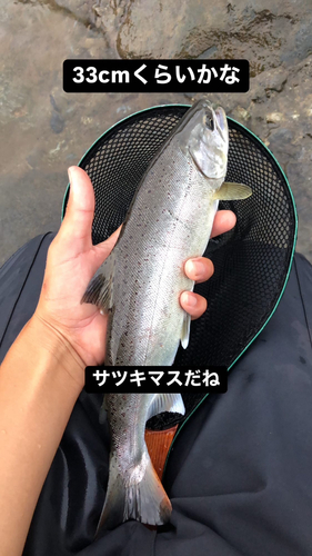 サツキマスの釣果