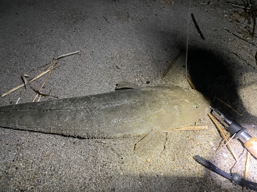 マゴチの釣果