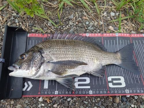 クロダイの釣果