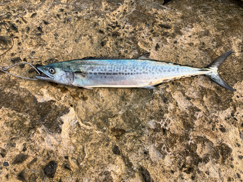 サゴシの釣果