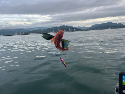 ホウボウの釣果