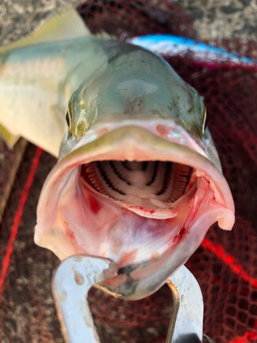 イナダの釣果