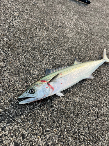 サゴシの釣果