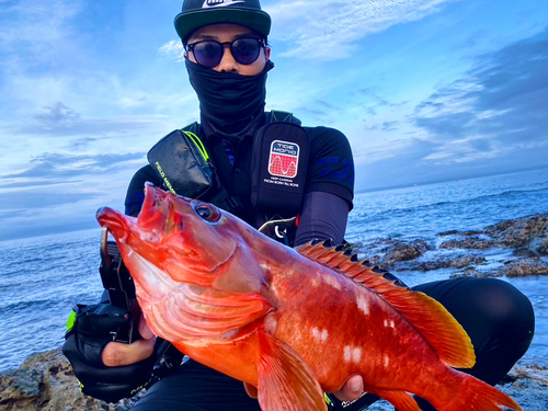 アカハタの釣果