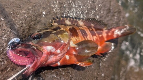 アカハタの釣果