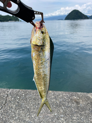 シイラの釣果