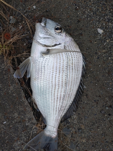 ヘダイの釣果