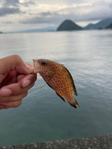 オオモンハタの釣果