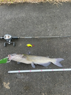 アメリカナマズの釣果