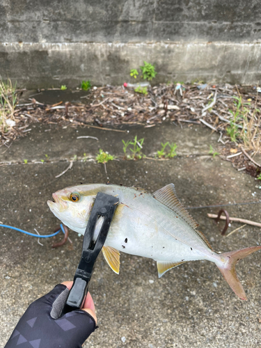 シオの釣果