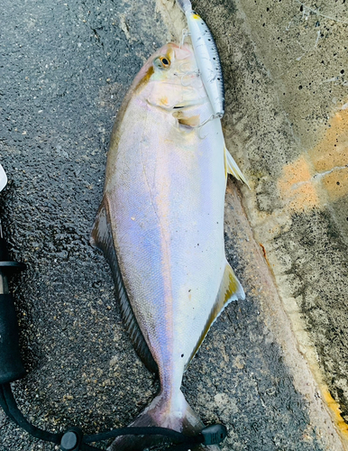 カンパチの釣果