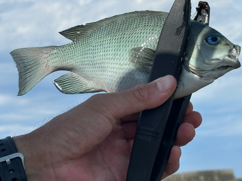 クチブトグレの釣果