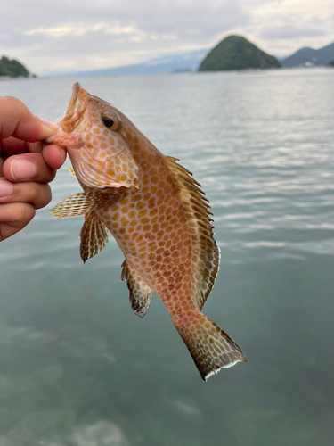 オオモンハタの釣果