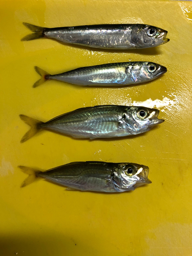 アジの釣果