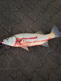 ヒラスズキの釣果