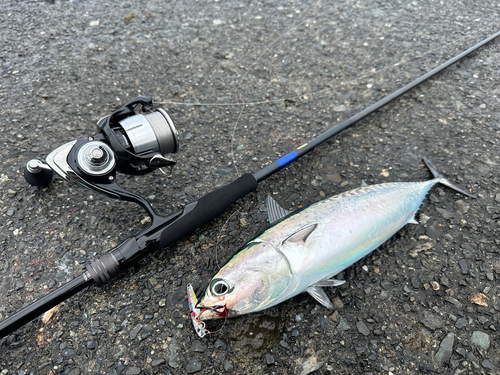 ソウダガツオの釣果