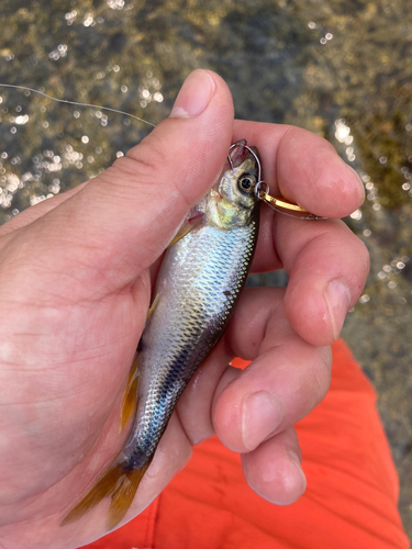 カワムツの釣果