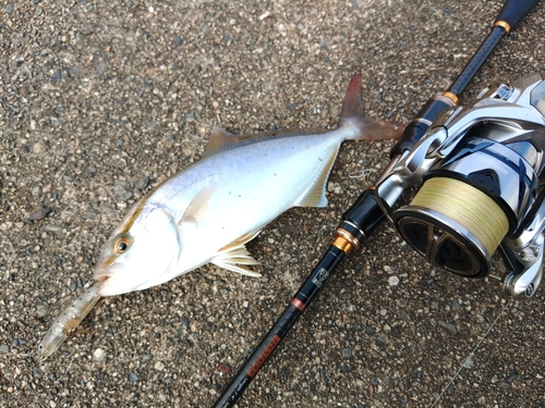 ショゴの釣果