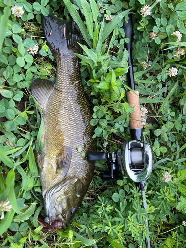 スモールマウスバスの釣果