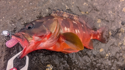 アカハタの釣果