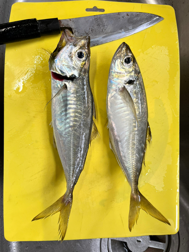 アジの釣果