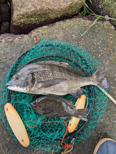 チヌの釣果