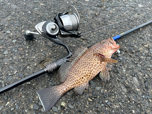 カマスの釣果