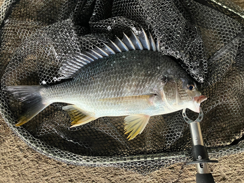 キビレの釣果