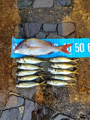 マダイの釣果