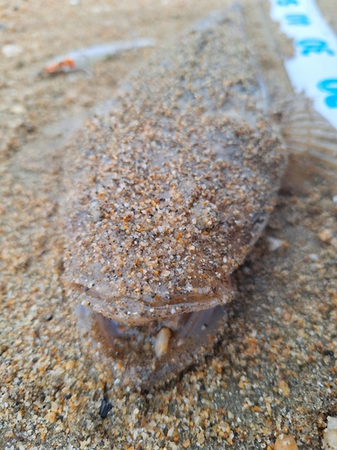 マゴチの釣果