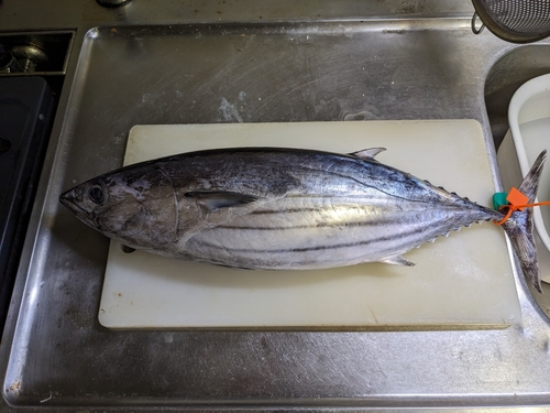 カツオの釣果