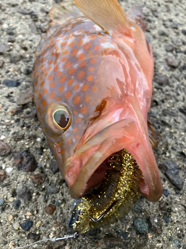 キジハタの釣果