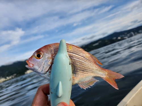 レンコダイの釣果